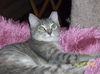 Contessa