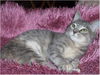 Contessa