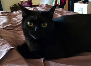 Zenobia