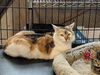 Mama cat-Emma