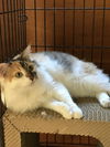 Mama cat-Emma