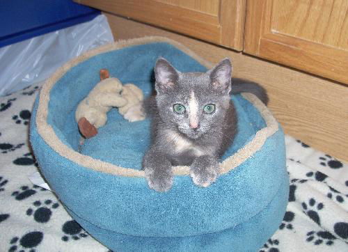 Hailey