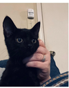 Pepper