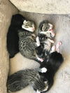 Kittens