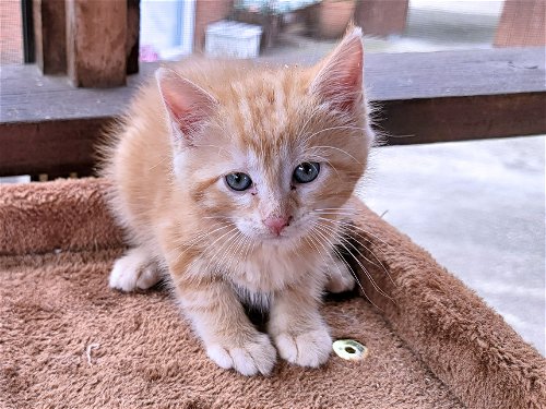 Orange Cream Kitties