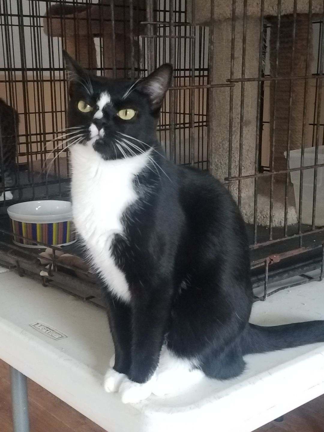adoptable Cat in Alpharetta, GA named Lola