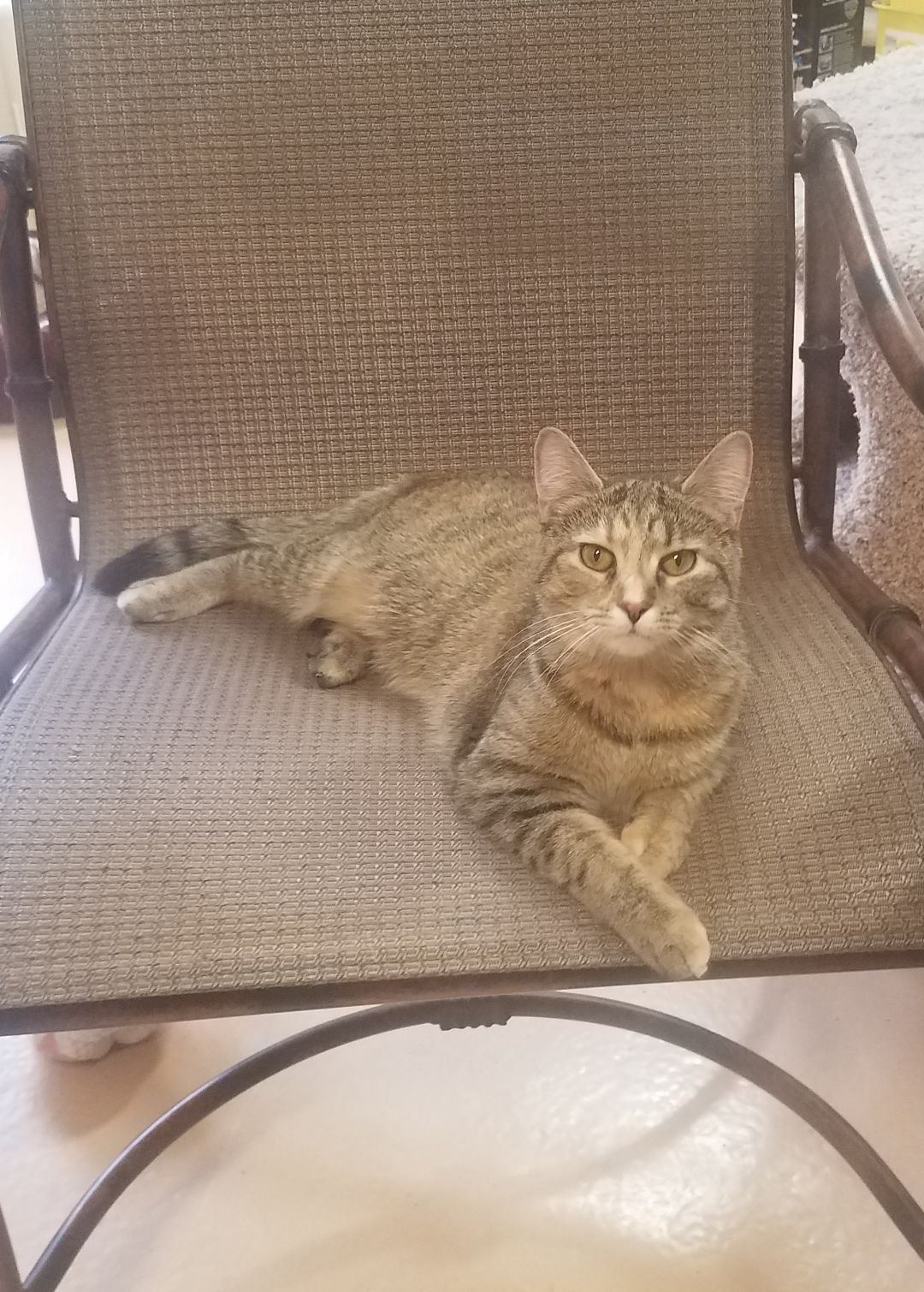 adoptable Cat in Alpharetta, GA named Mia