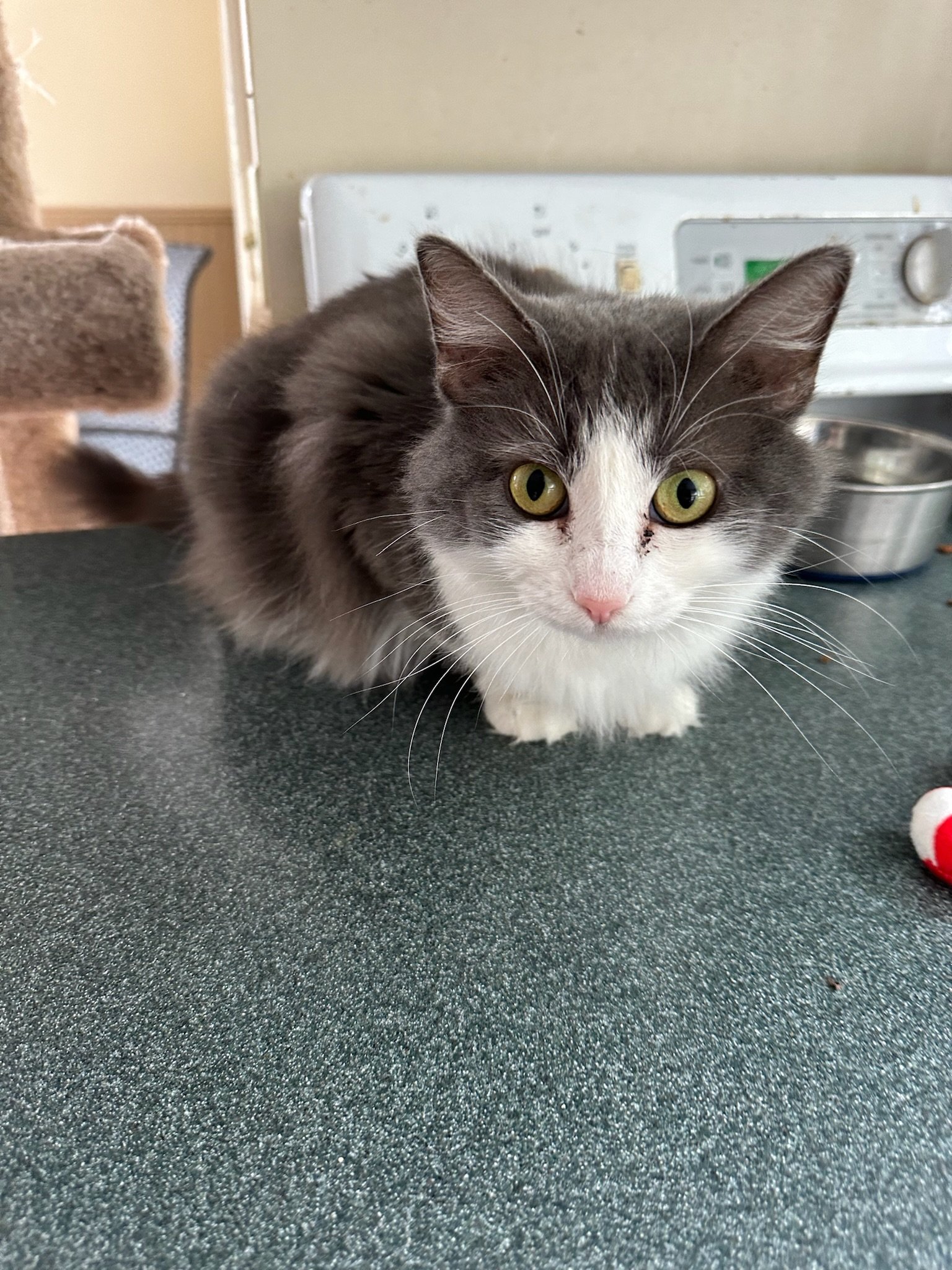 adoptable Cat in Alpharetta, GA named Tubby