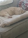 adoptable Cat in alpharetta, GA named Deric