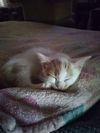 Orange Boy **Complimentary Posting**