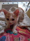 Orange Boy **Complimentary Posting**
