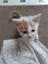 Orange Boy **Complimentary Posting**