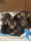 Kittens**complimentary posting**