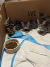 Kittens**complimentary posting**