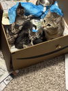 Kittens**complimentary posting**