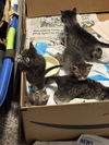 Kittens**complimentary posting**