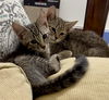 adoptable Cat in alpharetta, GA named Elliot & JoJo
