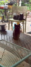 Sean - Kitten **Complimentary Posting**