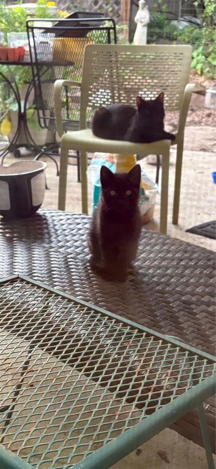 Sean - Kitten **Complimentary Posting**