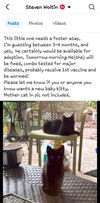 Sean - Kitten **Complimentary Posting**