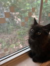 Camille **Complimentary Posting**