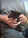 Gray,BlackTux FOSTER NEEDED Kittens **Complimentar