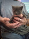Gray,BlackTux FOSTER NEEDED Kittens **Complimentar