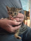 Gray,BlackTux FOSTER NEEDED Kittens **Complimentar