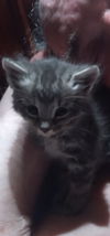 Gray,BlackTux FOSTER NEEDED Kittens **Complimentar