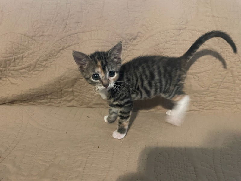 adoptable Cat in Alpharetta, GA named Charlotte