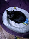 Charlie **Complimentary Posting**