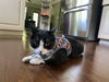 Taz **Complimentary Posting**