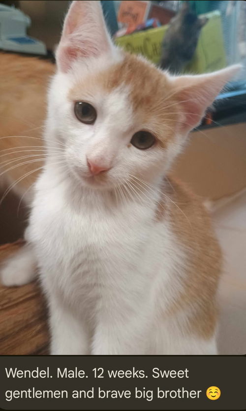 Wendel *Complimentary Post*
