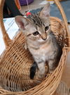 adoptable Cat in alpharetta, GA named Cookie