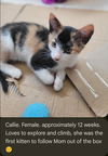 Callie *Complimentary Post*
