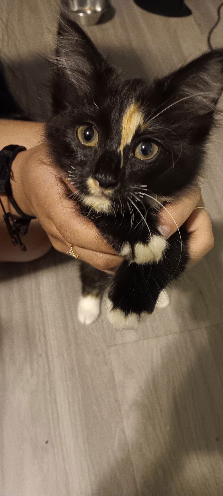 adoptable Cat in Alpharetta, GA named Catalina