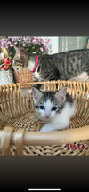 adoptable Cat in alpharetta, GA named Golf Course Kittens