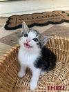 Golf Course Kittens