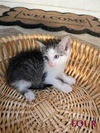 Golf Course Kittens
