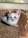 Golf Course Kittens