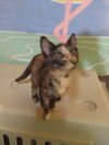 Millie