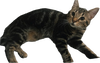 Biscuit