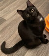 Binx