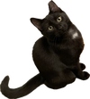 Binx