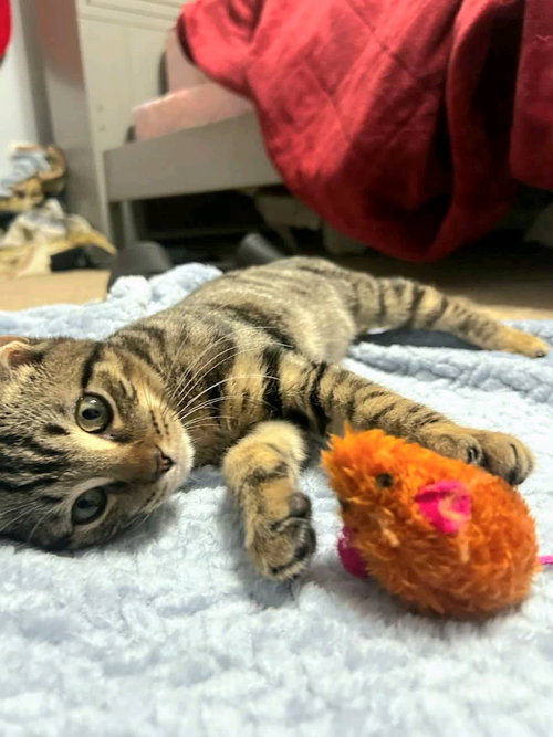 Tiggy