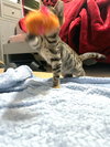 Tiggy