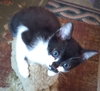 Figaro
