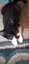Figaro