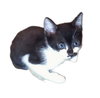 Figaro