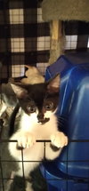 Figaro